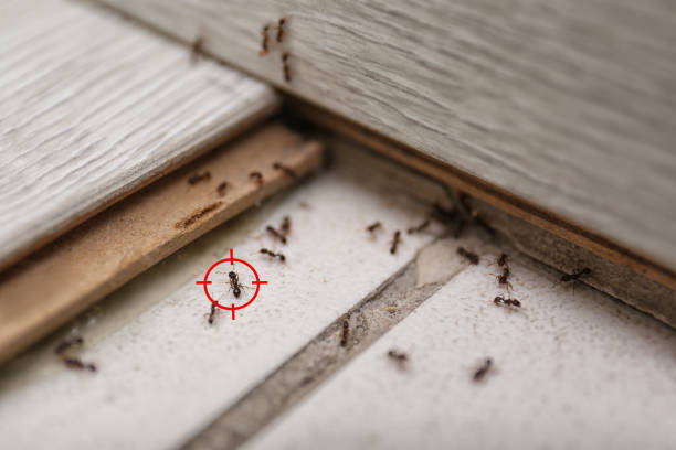 Spider Control Near Me in Dexter, GA