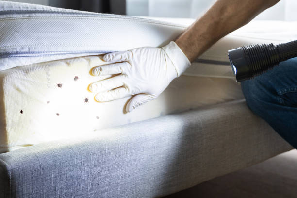 Best Best Pest Control Companies  in Dexter, GA