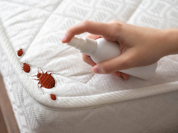 Best Termite Control Services  in Dexter, GA