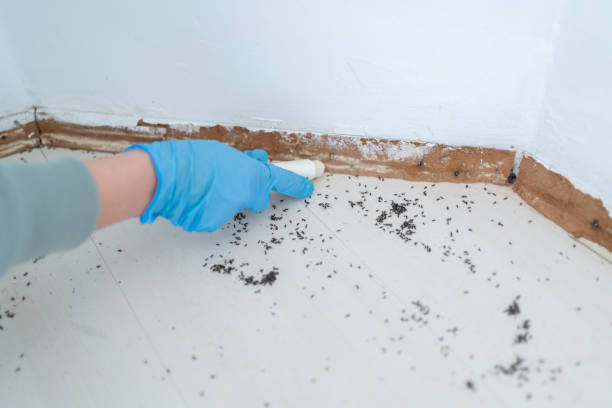 Best Affordable Pest Control Services  in Dexter, GA